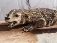 Full Body AMERICAN BADGER Mount Open Mouth Taxidermy