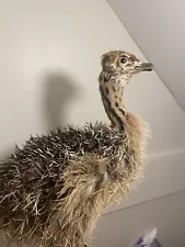 Ostrich Cub Taxidermy , Small Taxidermy Mount Bird , Oddities