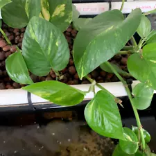 Live Plant (Epipremnum Aureum) 3x Golden Pothos For Aquariums