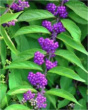 American beautyberry (Callicarpa americana)—200 seeds ($3.00)