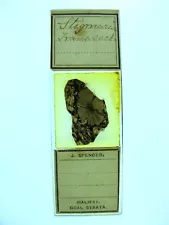 Antique microscope slide by J.Spencer. Coal strata. Fossil root. Stigmaria.