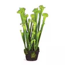 sarracenia for sale