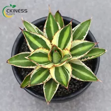 Agave kerchovei var. pectinata Succulent plants potted Home Garden Plants 7-10cm