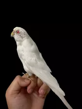 Taxidermy Parakeet Bird Mount Rare Albino Parrot Skull Oddity Small Mount