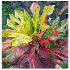 Tropical Garden Croton Plant Outdoor Indoor Fairy Garden House Plant Cutting Nod