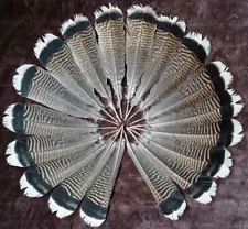 White Turkey Feathers Wholesale Pieces 25-30CM DIY Decoration Indian Headdress