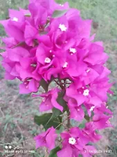 3 Bougainvillea alive cuttings, easy rooting. Ready with rooting dust