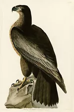 havell audubon prints for sale