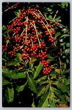 Postcard C 189, Ripe Coffee Beans, Costa Rica