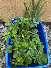 25pc KOI POND COMBO Creeping Jenny Water Lettuce Hyacinth Iris Watercress Plant