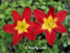 5 BULBS YOUNG LOVE RAIN LILY ZEPHYRANTHES ROSEA .FLOWERING SIZE.