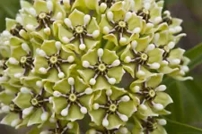 antelopehorn milkweed (Asclepias asperula)—50 seeds ($3.50)