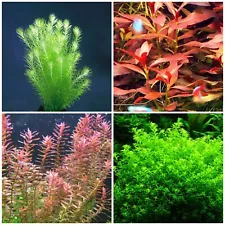 live aquarium plants 4 Species 40 Stems Low Light Package Nice And Easy To Grow