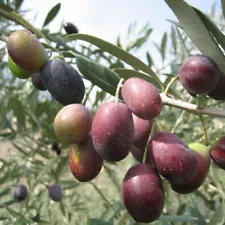 olive tree seeds for sale