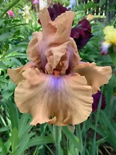 Iris 'Amber Essence' (Barry Blyth, R. 2006).Tall Bearded Iris 1 rhizome