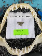 Fossilized 1.02 Inch Tiger Shark Tooth & Bonus Items From Venice Florida