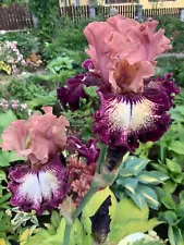 Iris 'Feel the Power' (Thomas Johnson, R. 2020).Tall Bearded Iris 1 rhizome