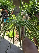 large spider plant for sale