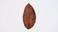 Jackfruit Leaves - Premium Grade A