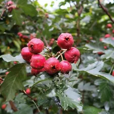 Organic Fruit 50 Hawthorn Seeds Maybush Haw May tree