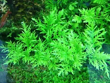 Hygrophila Difformis Water Wisteria - Submerged Grown Live Aquatic Plant