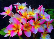 "ROUGLINE" FRAGRANT PLUMERIA CUTTING 7-12 INCH WITH ROOTED PLANT FRESH