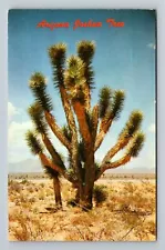 Joshua Tree Arizona Desert Scene AZ Vintage Postcard