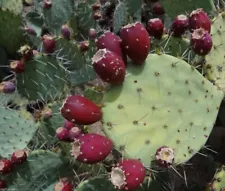 2 Rare Cold Hardy cactus cuttings, Sweet Beach Prickly Pear, Opuntia dillenii