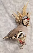 Handsome Chukar Partridge grouse pheasant taxidermy bird art