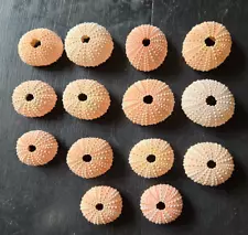 14 Pink Sea Urchin Shells Seashell 1.5 "- 3" Crafts Beach Ocean Decor