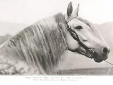 Percheron Mare, Foaled 1914 "Officine" 4X6 Horse Postcard.