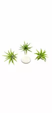 EXTRA SMALL Live Tillansia Air Plants Perfect For Fairy Garden 40 Plant Pack