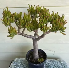 Crassula ovata 'Gollum' Jade 15” Ship With Bare Rooted