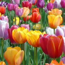 100pcs/pack Mixed Color Tulip Seeds Beautiful Flower Seeds For Garden