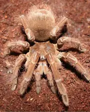 GOLIATH BIRDEATER TARANTULA SPIDER GLOSSY POSTER PICTURE PHOTO PRINT insect 4421