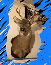 8 Point Whitetail Deer Head Shoulder Mount Taxidermy Antler Rack