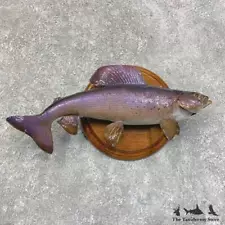 #21814 E | 14" Arctic Grayling Taxidermy Fish Mount For Sale