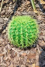 8.5" Artificial barrel cactus.