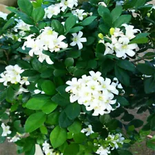 100pcs Murraya Exotica Seeds , Murraya paniculata , Orange jasmine Seeds