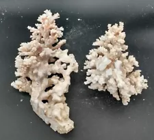 Large Dead Coral Colony Maritime Beach Decor Branching SPS Hard Coral Art lot 2