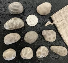 10pc Michigan Petoskey Stones (Hexagonaria) Gift Bag - Small Fossils Jewelry