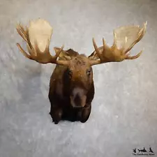 #19623 WC | Moose Taxidermy Shoulder Mount For Sale