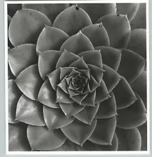 1945 1992 Aeonium Holochrysum Succulent Plant Large Art Photo By Horst 16X20