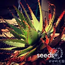 Aloe broomii Seeds 20/40PCS