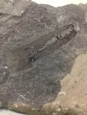 silurian eurypterid pterygotus claw fossil Ontario