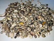 VTG Estate Lot Small Seashells Aquarium Gravel Beach Filler Polished&Not Coral