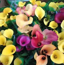 100PCS Seeds Calla Lily Rare Mixed Colorful Flowers New seeds