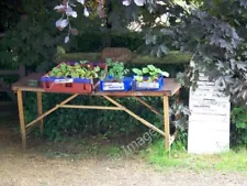 Photo 6x4 Plants for sale, Chalbury Chalbury/SU0106 Flower and vegetable c2010