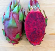 RARE Asunta 5 Dragon Fruit Cutting, red flesh With maroon-burgundy Skin (8'')