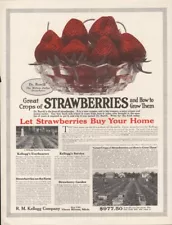 1916 KELLOFF STRAWBERRY FRUIT GARDEN GROW PLANT THREE RIVERS BURRILL 19122